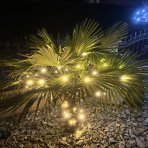 Palma konopná (Trachycarpus fortunei), výška: 40-60 cm, kont. C1.5L - 4 až 6 paliem v jednom kvetináči (-17°C) 